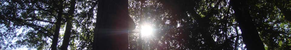 trees